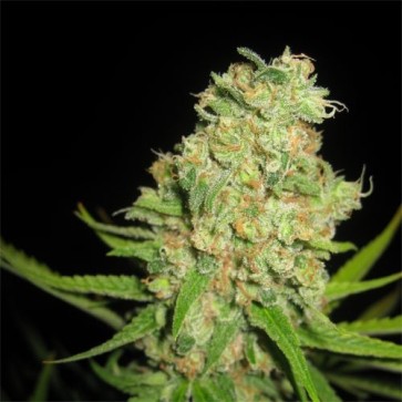 Семена конопли Galaxy Feminised